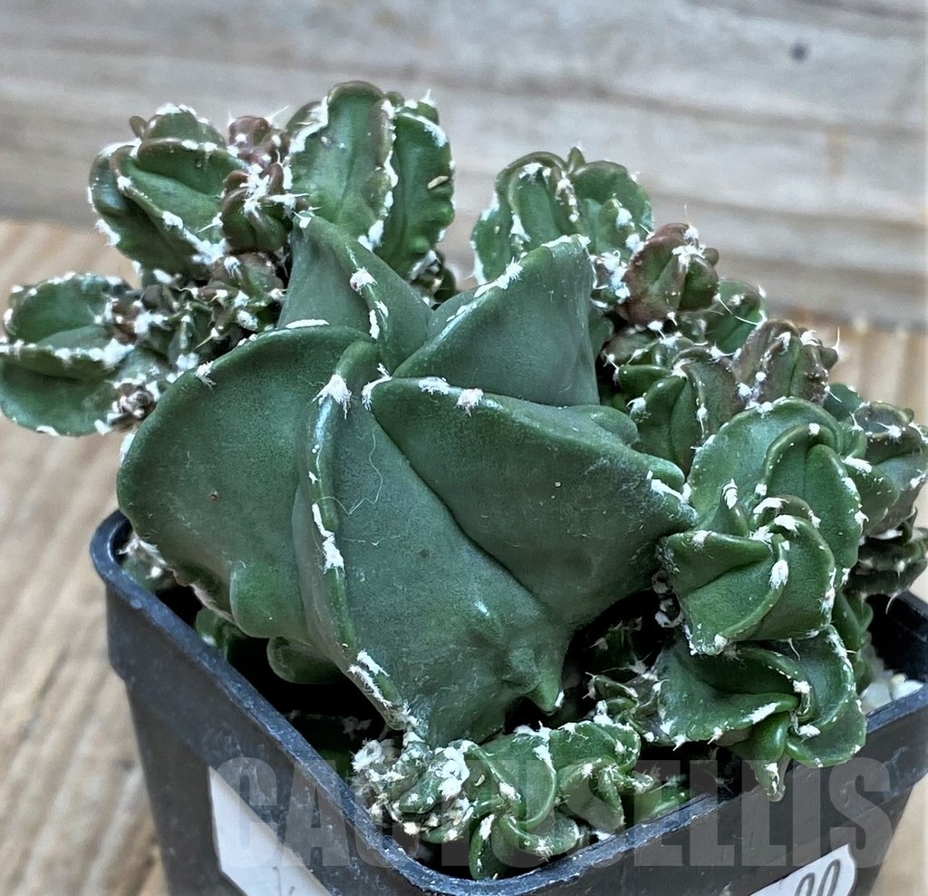 SHPR16141 Astrophytum myriostigma f. monstrose - Image 2