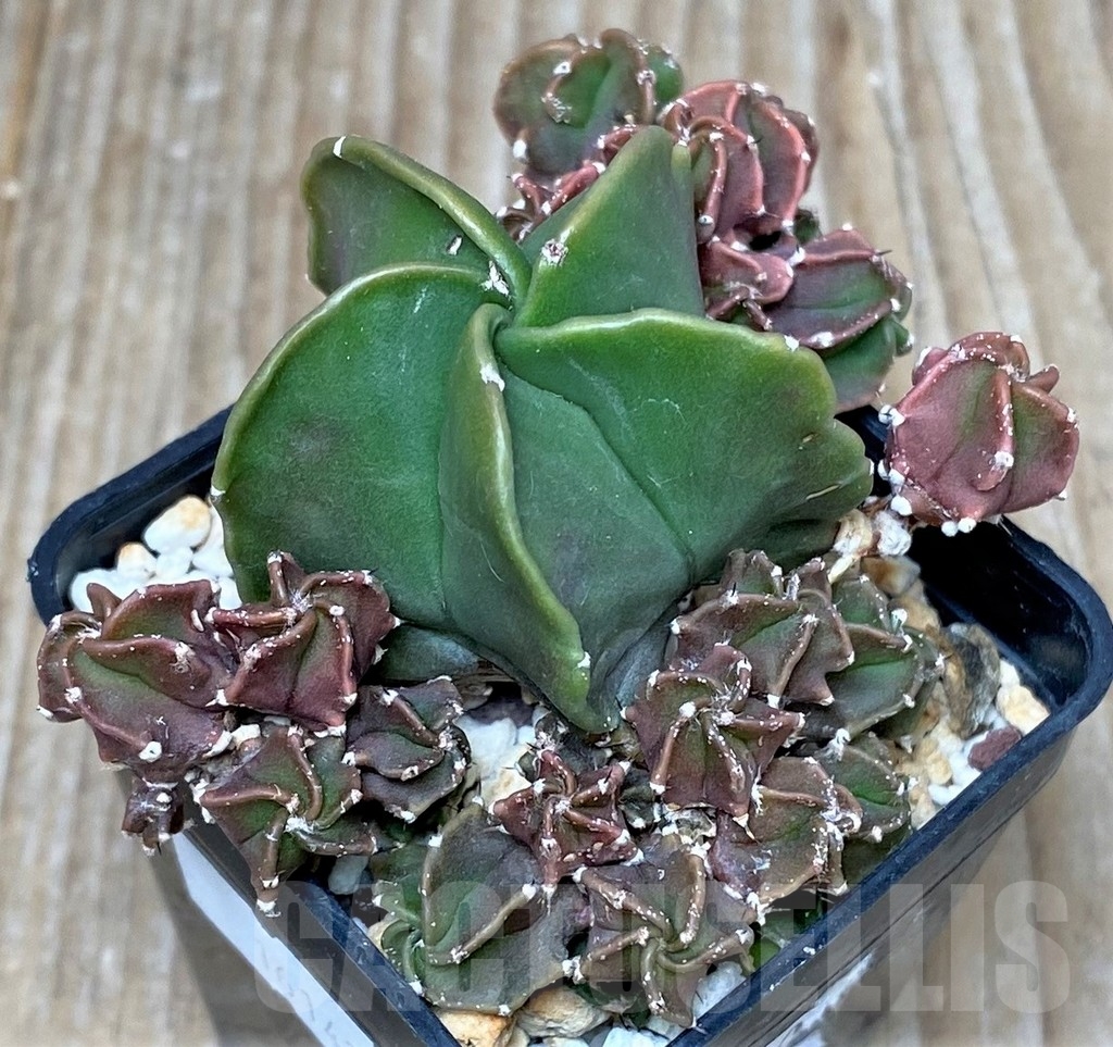 SHPR16142 Astrophytum myriostigma f. monstrose