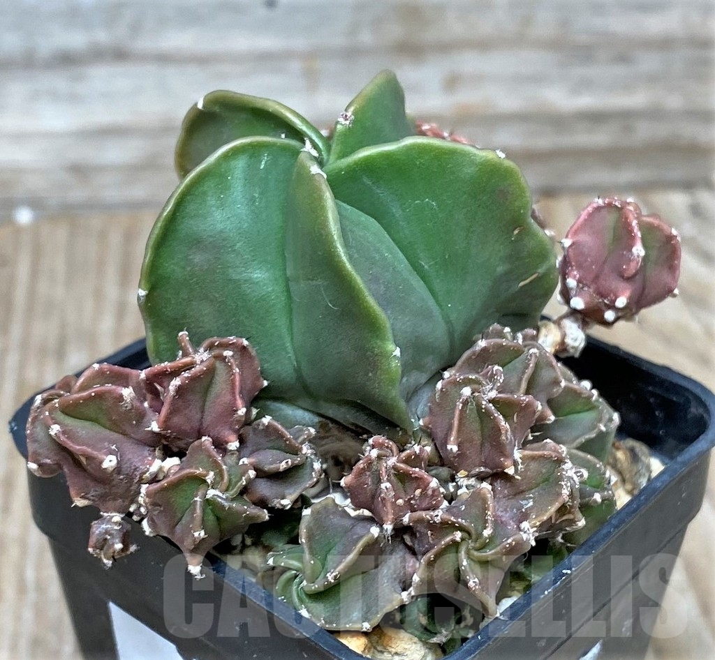 SHPR16142 Astrophytum myriostigma f. monstrose - Image 2