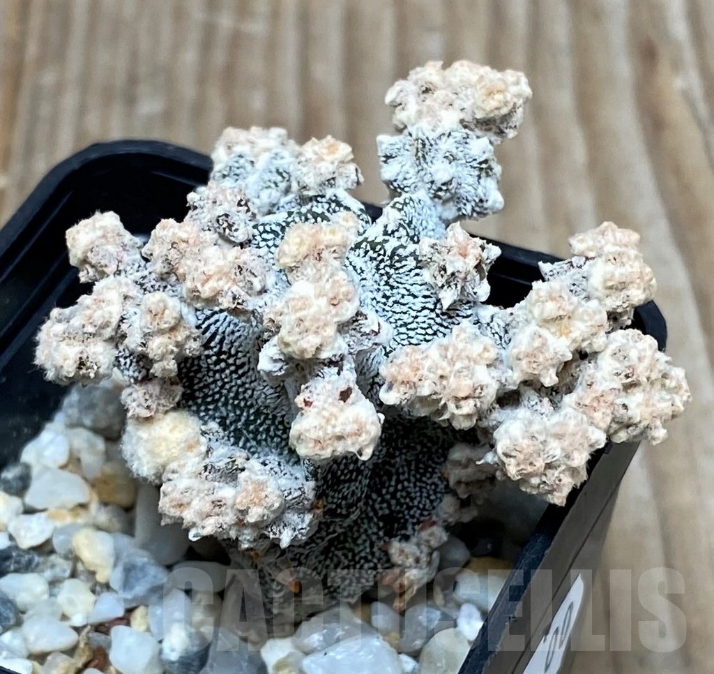 SHPR16143 Astrophytum myriostigma ‘Onzuka’ f. monstrose