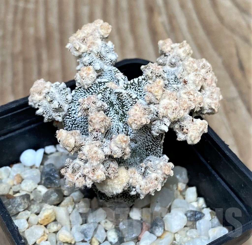 SHPR16143 Astrophytum myriostigma ‘Onzuka’ f. monstrose - Image 2