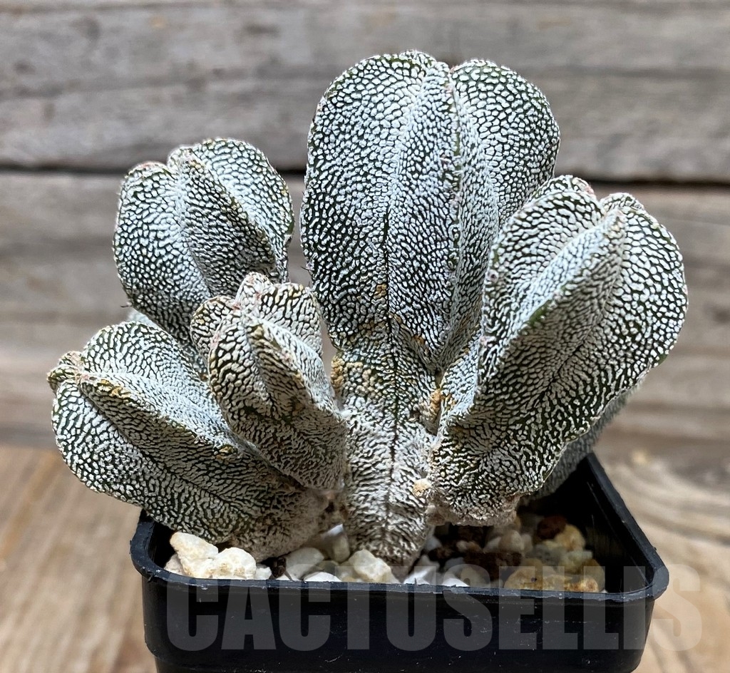SHPR16145 Astrophytum myriostigma ‘Onzuka’ f. monstrose - Image 2
