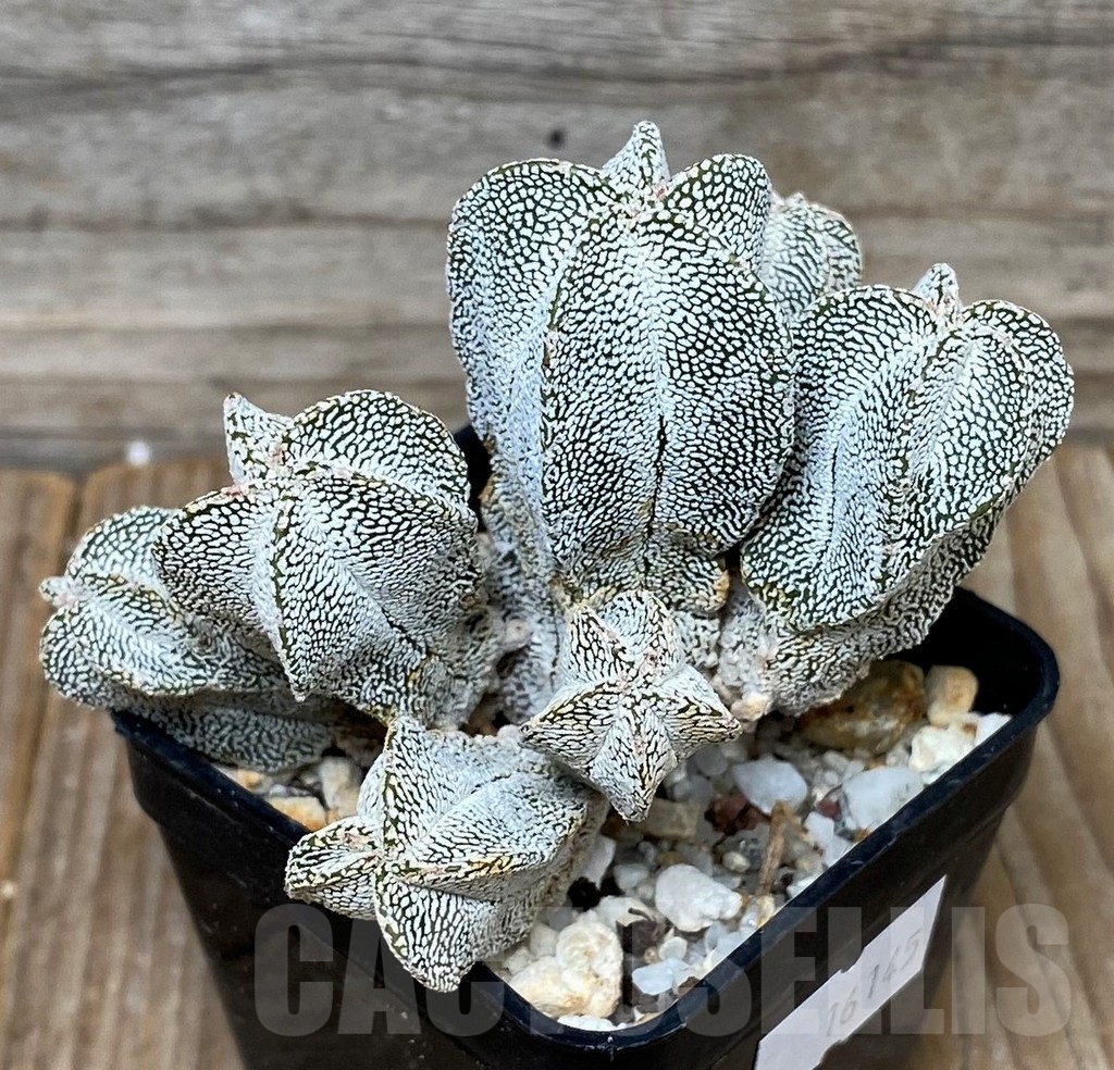 SHPR16145 Astrophytum myriostigma ‘Onzuka’ f. monstrose
