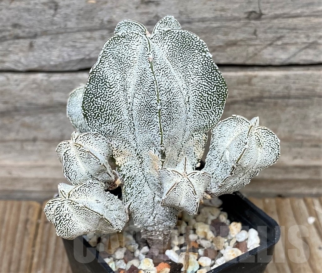 SHPR16146 Astrophytum myriostigma ‘Onzuka’ f. monstrose