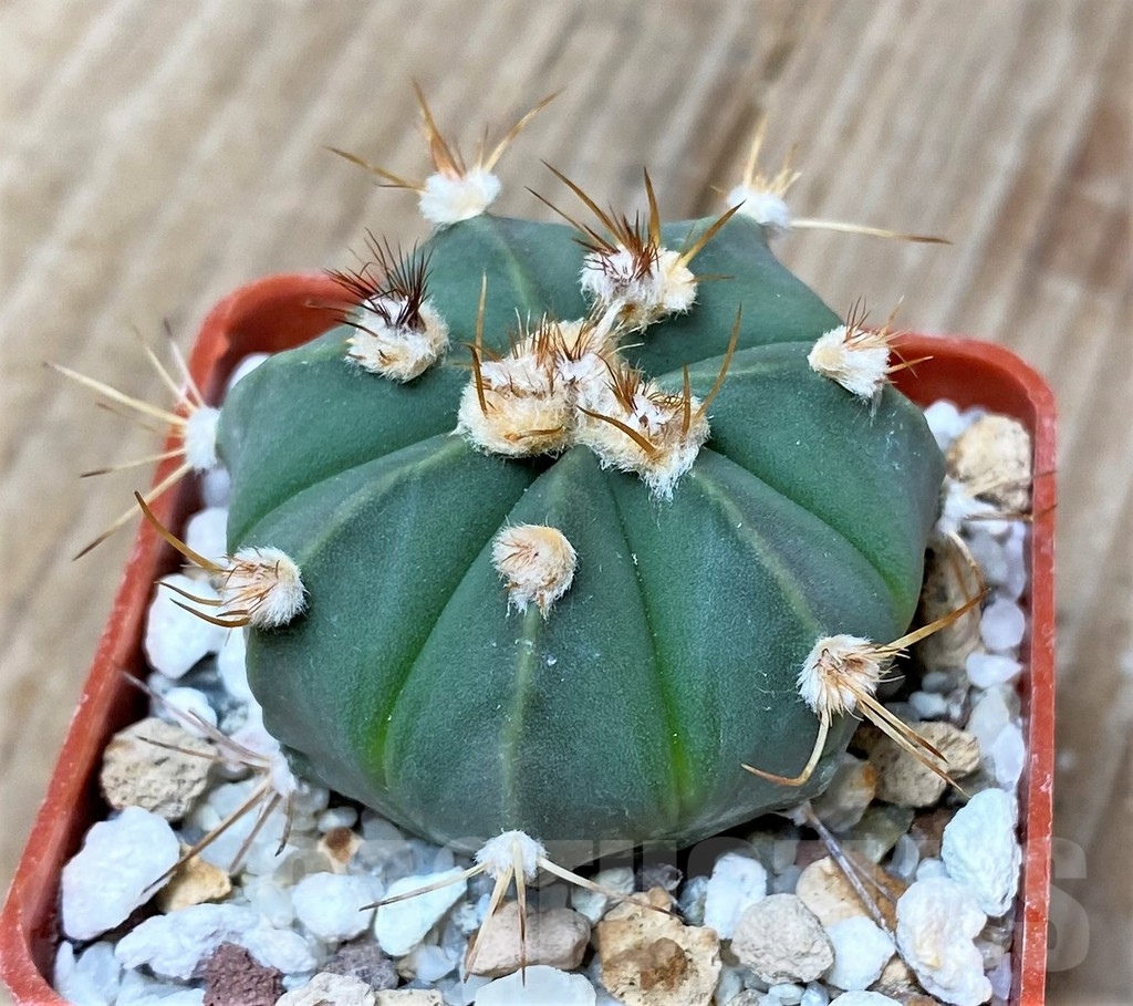 SHPR16147 Astrophytum asterias x senile v. aureum - Image 3
