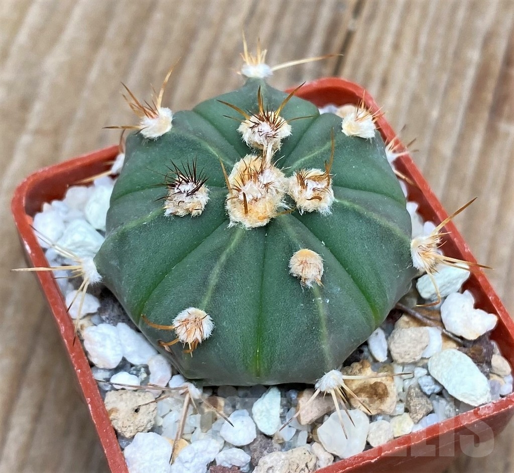 SHPR16147 Astrophytum asterias x senile v. aureum - Image 2