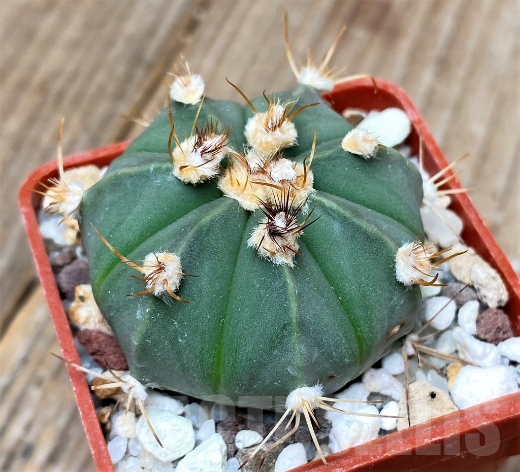 SHPR16147 Astrophytum asterias x senile v. aureum