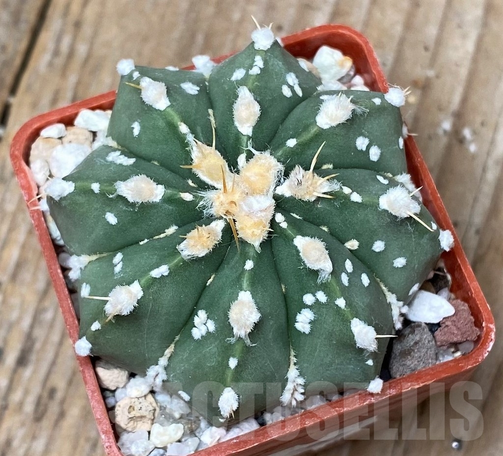 SHPR16148 Astrophytum asterias x senile v. aureum - Image 2