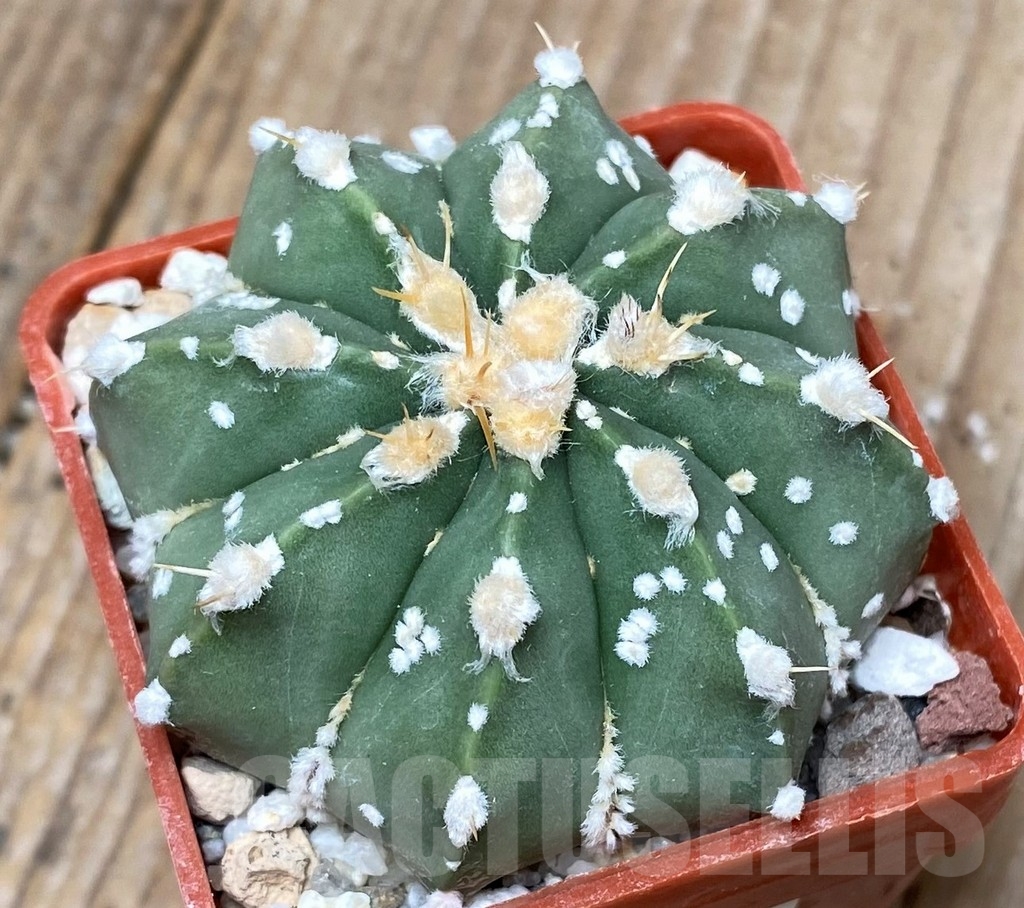 SHPR16148 Astrophytum asterias x senile v. aureum