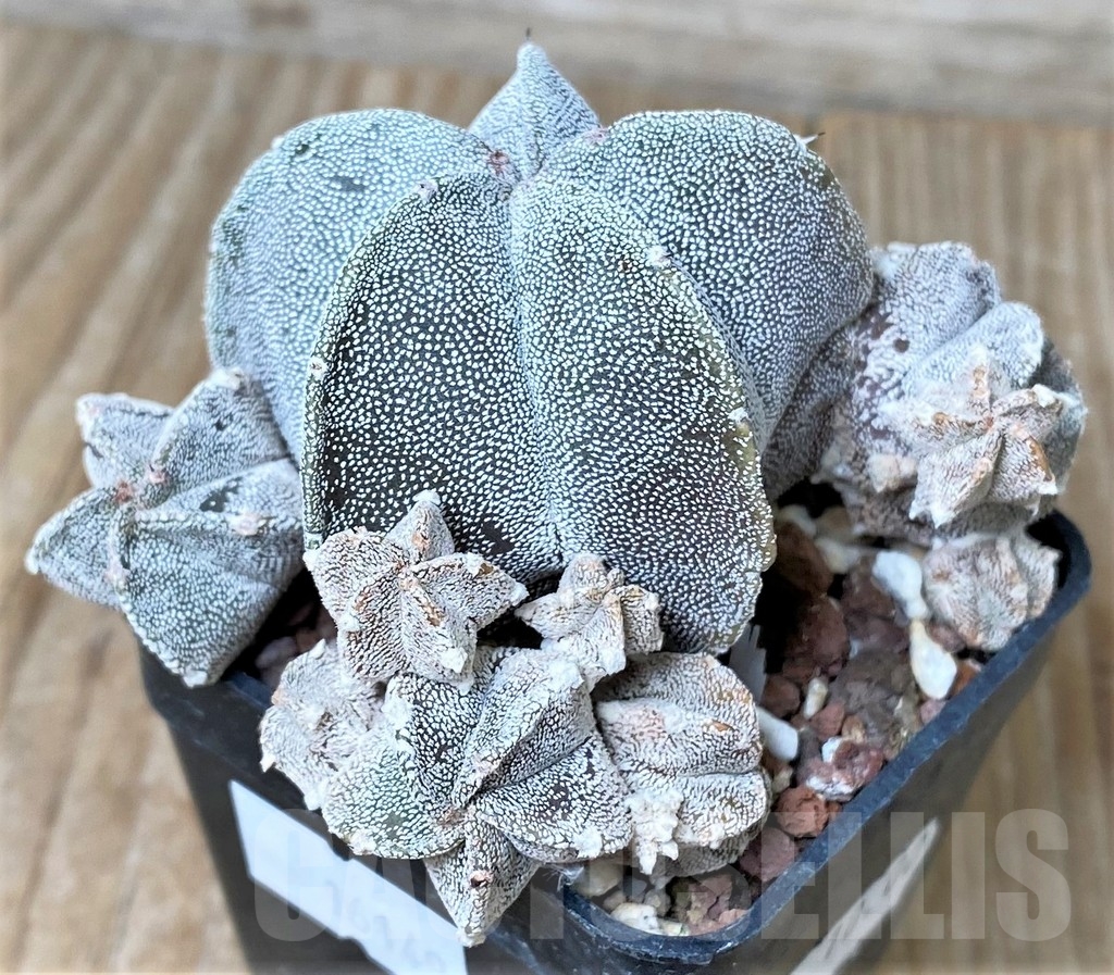 SHPR16149 Astrophytum myriostigma f. monstrose