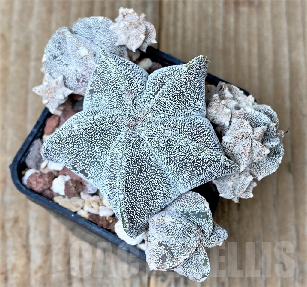 SHPR16149 Astrophytum myriostigma f. monstrose - Image 2