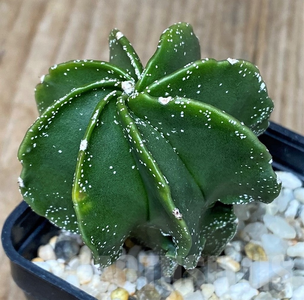 SHPR16150 Astrophytum myriostigma v. nudum f. multicostatum – Bild 2