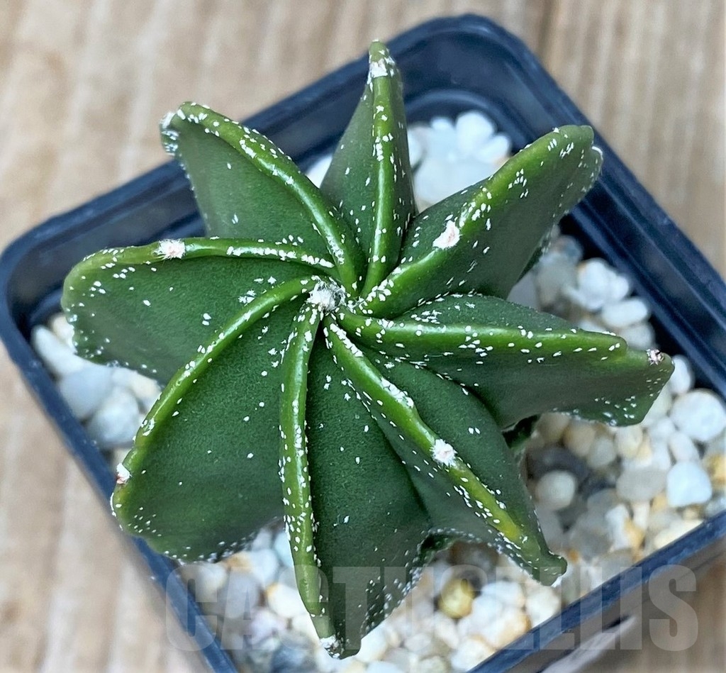 SHPR16150 Astrophytum myriostigma v. nudum f. multicostatum