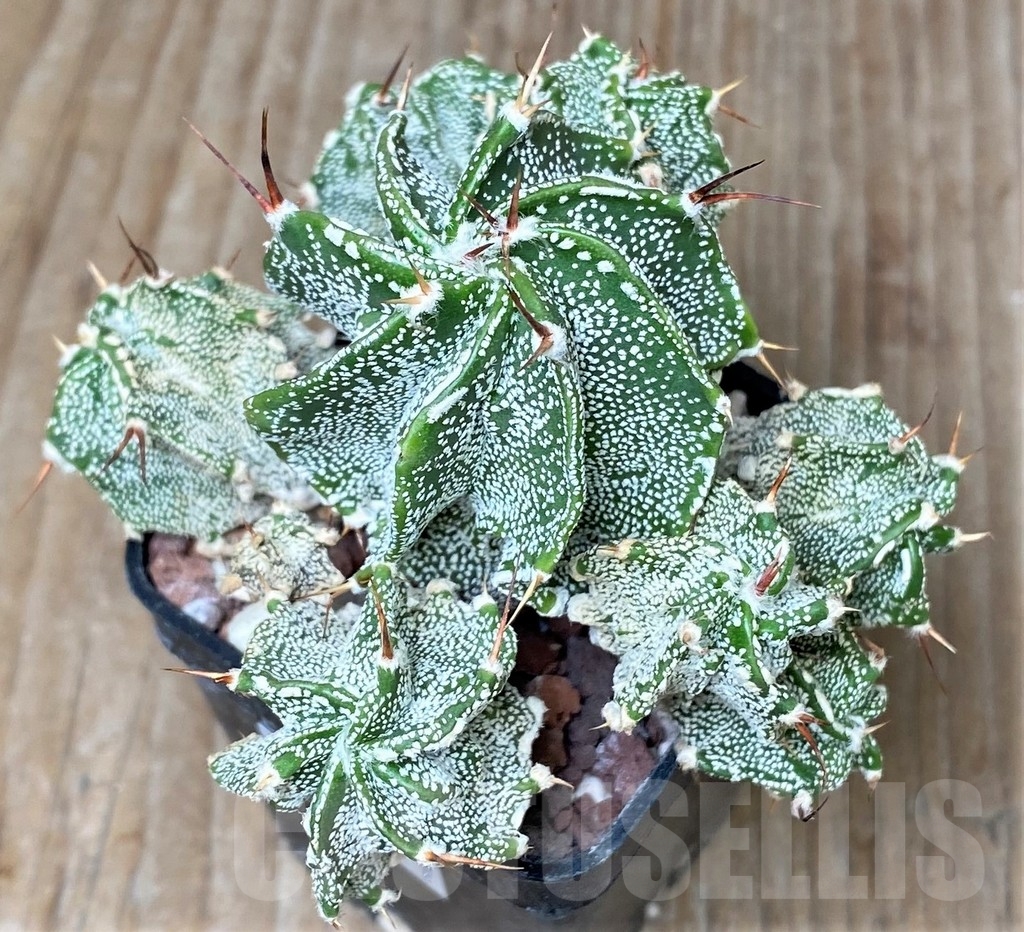 SHPR16151 Astrophytum ornatum 'Fukuryu' f. monstrosa