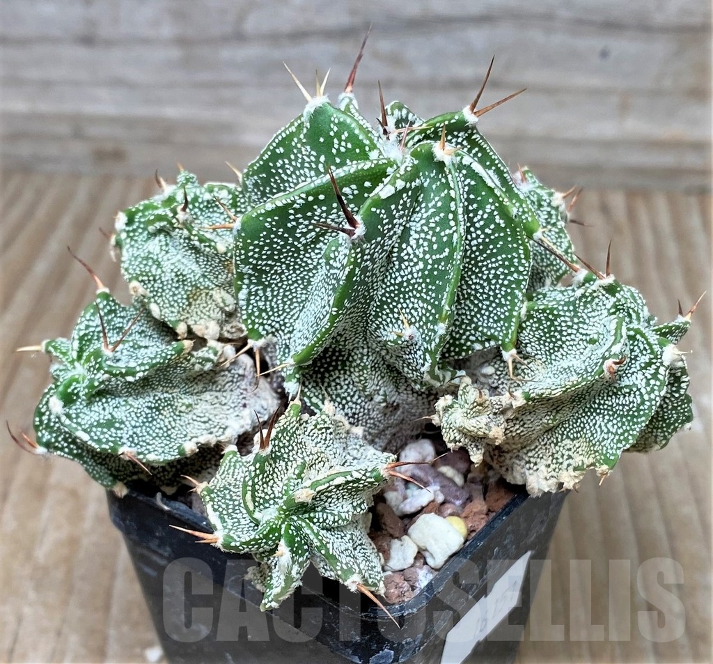 SHPR16151 Astrophytum ornatum 'Fukuryu' f. monstrosa - Image 2