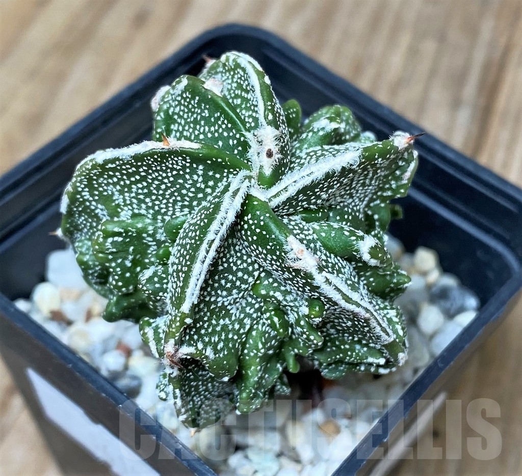 SHPR16155 Astrophytum myriostigma ‘Fukuryu’