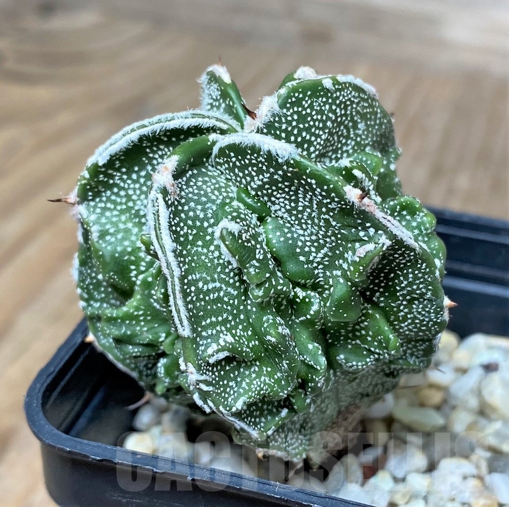 SHPR16155 Astrophytum myriostigma ‘Fukuryu’ – Bild 2
