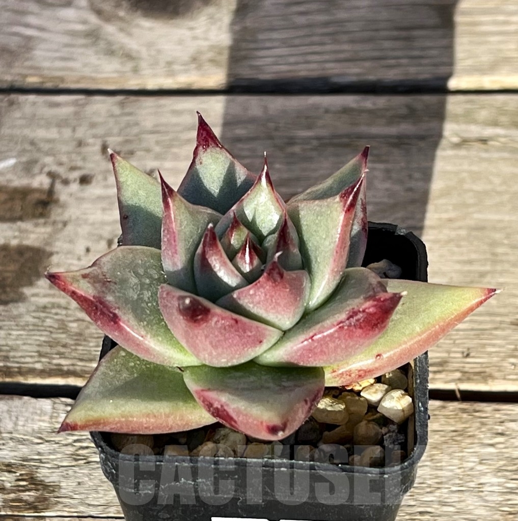 SHPR16194 Echeveria agavoides 'Ebony' - Image 2
