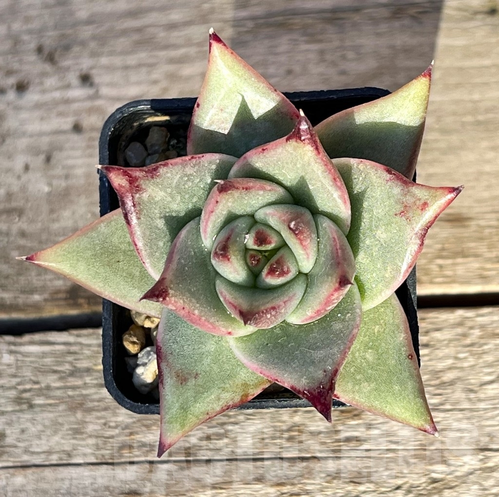 SHPR16194 Echeveria agavoides 'Ebony'