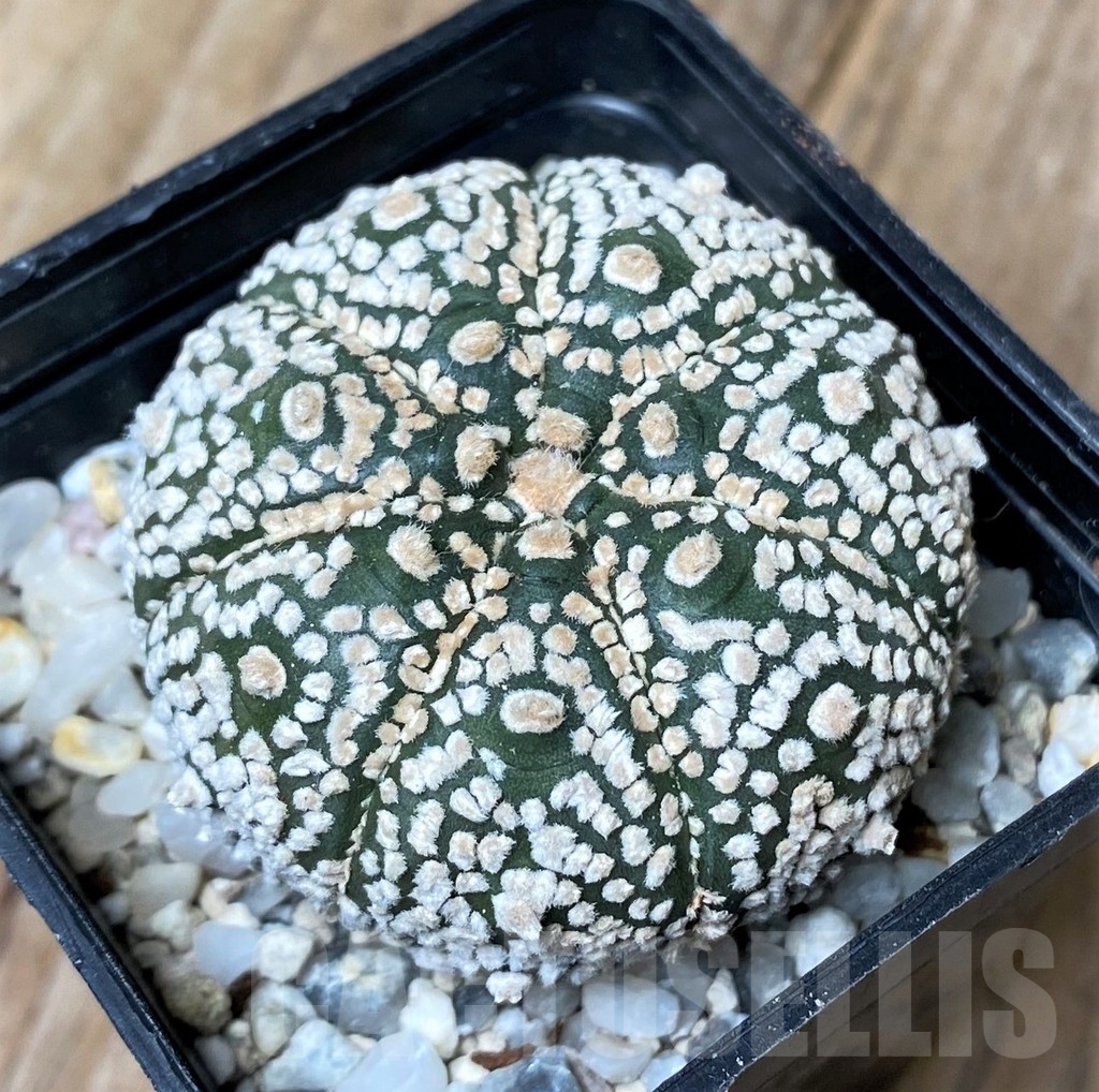 SHPR16156 Astrophytum asterias ‘Super Kabuto’