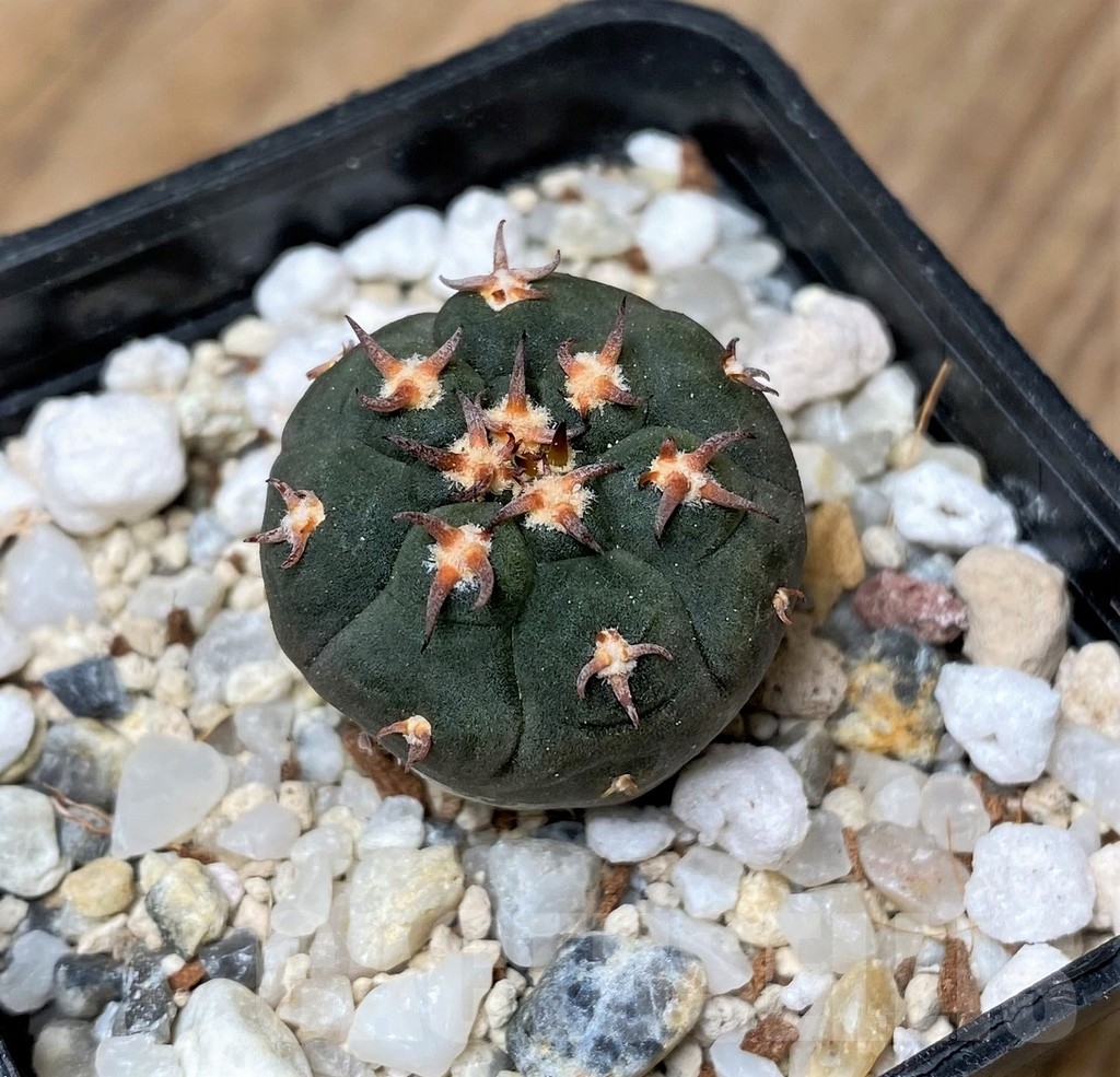 SHPR16161 Gymnocalycium spegazzinii v. unguispinum SL 44B - Image 2