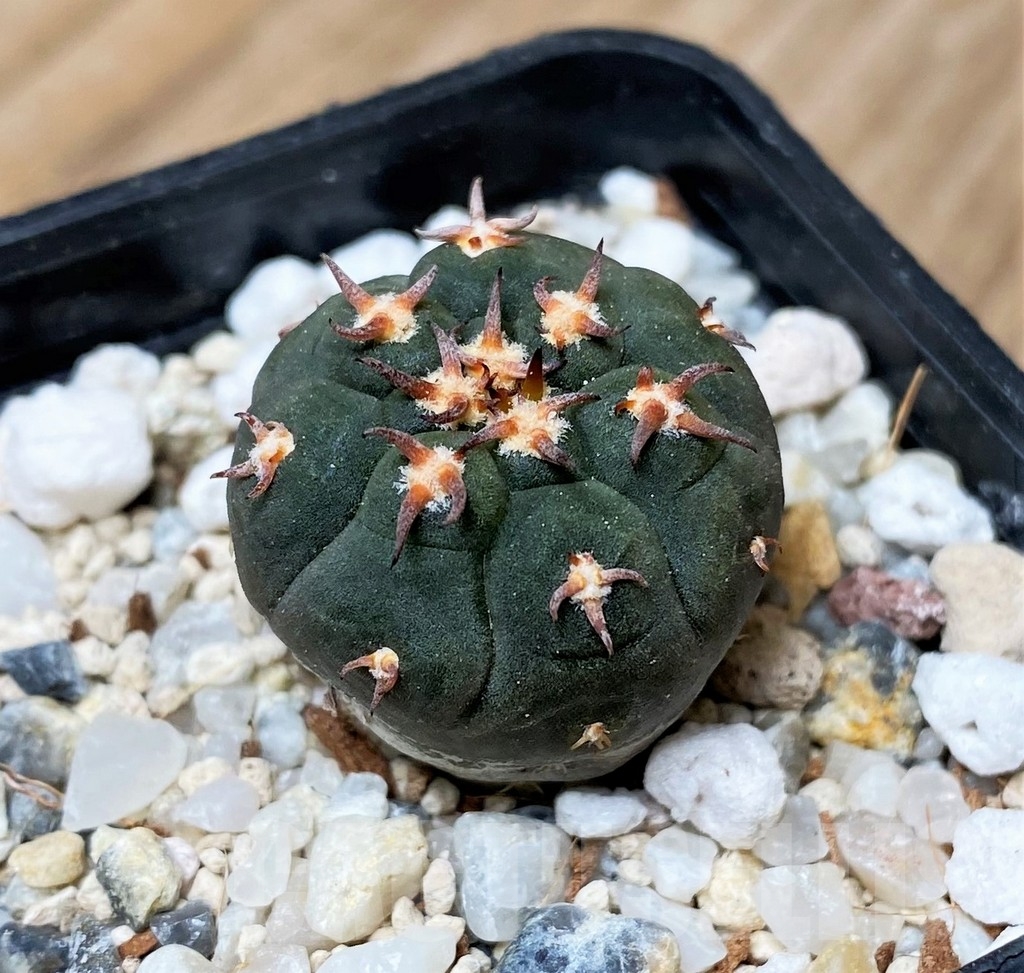 SHPR16161 Gymnocalycium spegazzinii v. unguispinum SL 44B