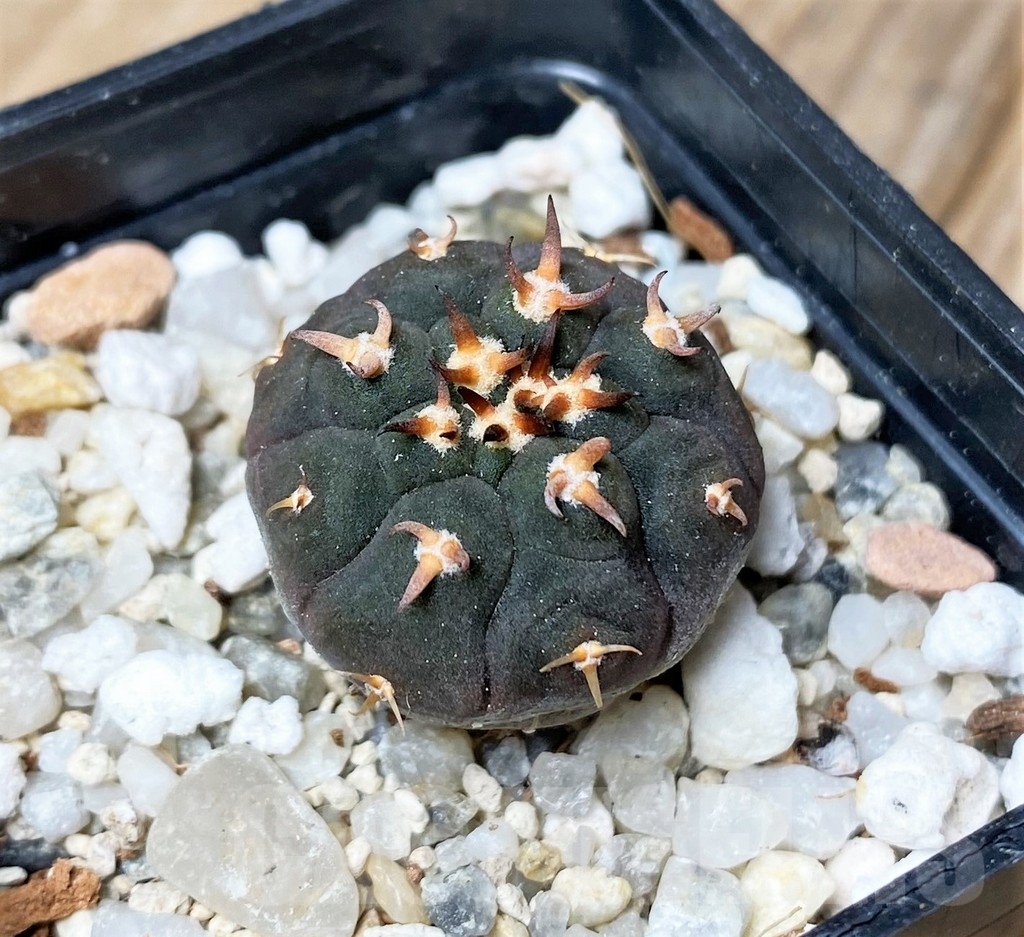 SHPR16162 Gymnocalycium spegazzinii v. unguispinum SL 44B