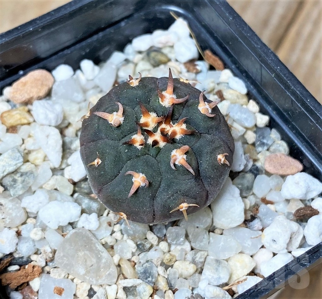 SHPR16162 Gymnocalycium spegazzinii v. unguispinum SL 44B - immagine 2