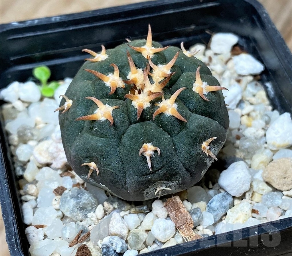 SHPR16164 Gymnocalycium spegazzinii v. unguispinum SL 44B