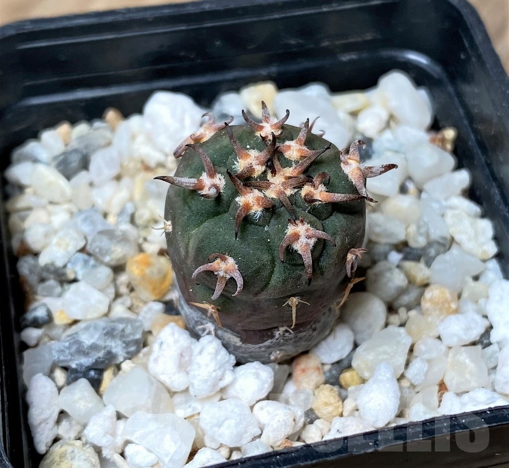 SHPR16165 Gymnocalycium spegazzinii v. unguispinum SL 44B