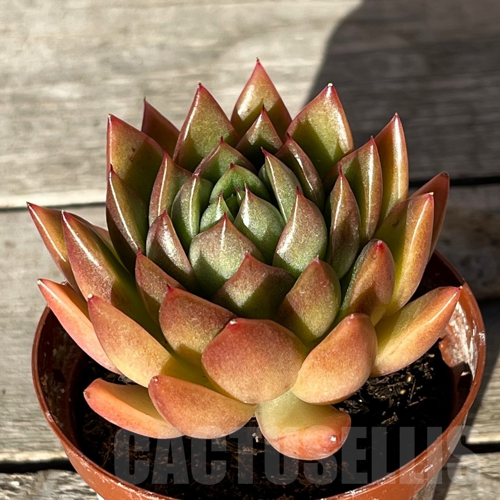 SHPR16201 Echeveria agavoides 'Magic' - Obrázek 2