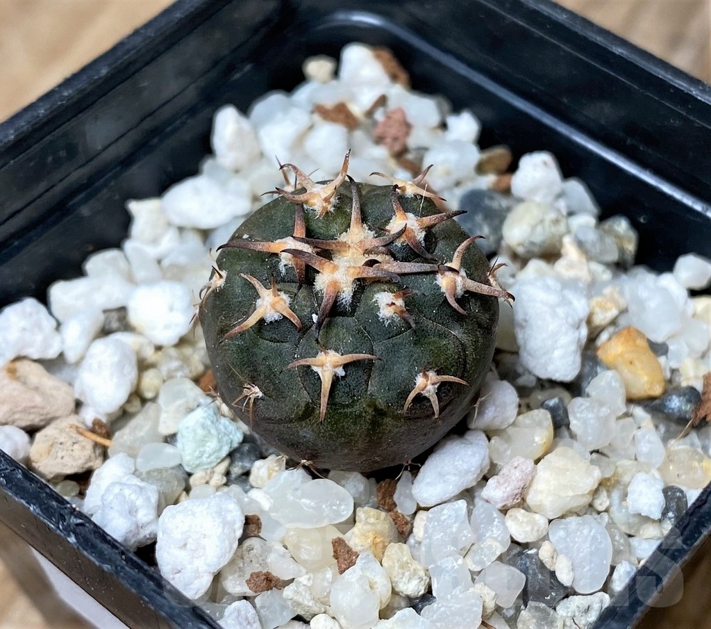 SHPR16166 Gymnocalycium spegazzinii v. unguispinum SL 44B