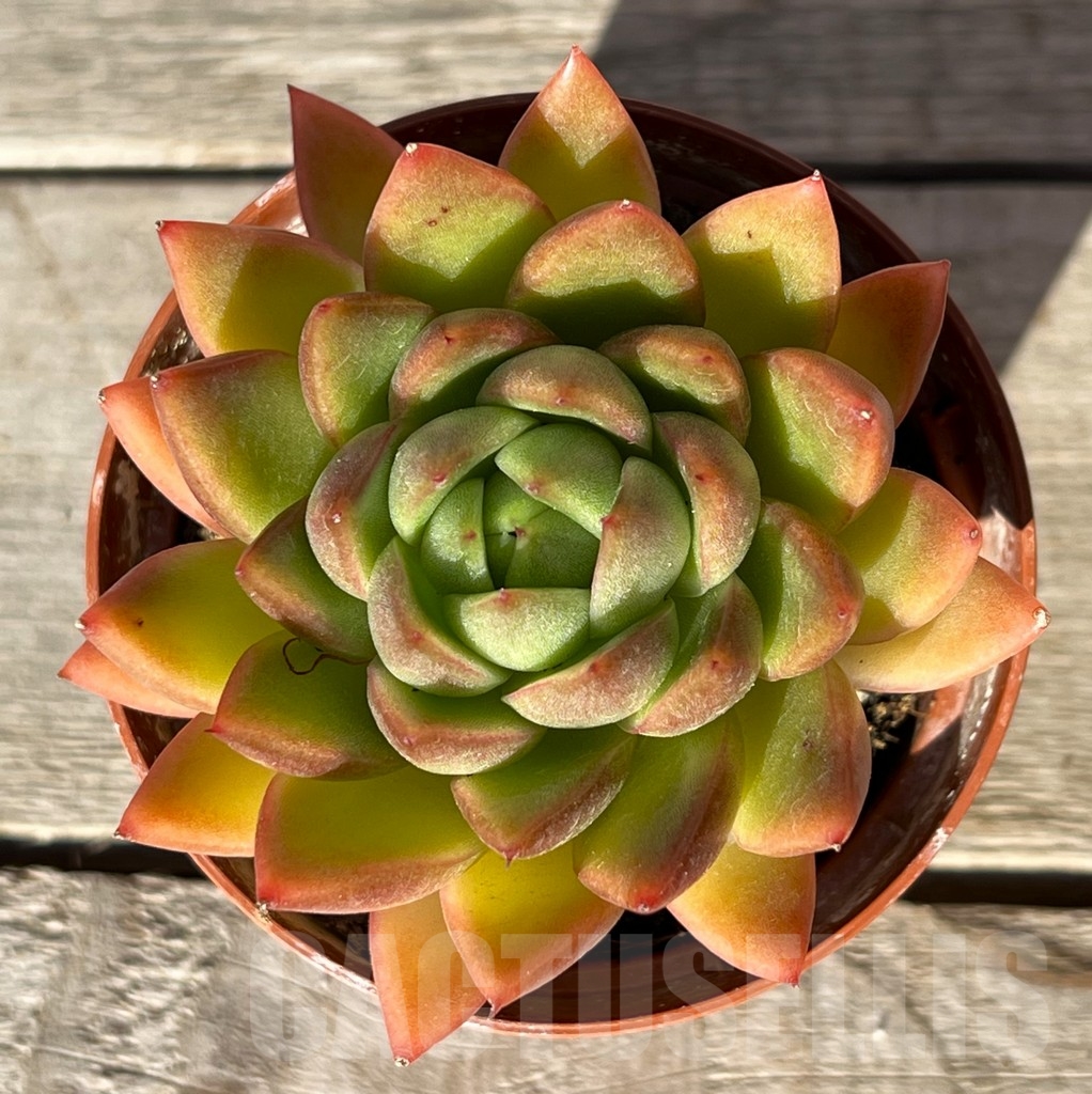 SHPR16201 Echeveria agavoides 'Magic'