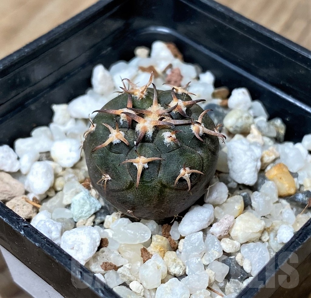 SHPR16166 Gymnocalycium spegazzinii v. unguispinum SL 44B - Image 2