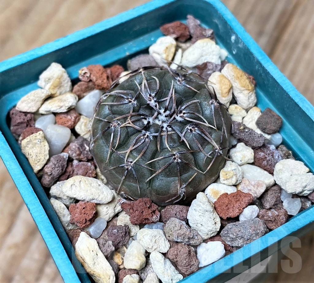 SHPR16169 Gymnocalycium berchtii