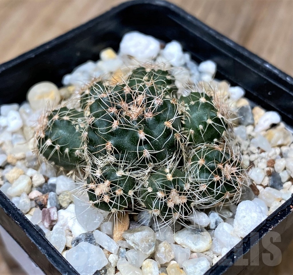 SHPR16171 Gymnocalycium bruchii WP76-100 Villa Carmen