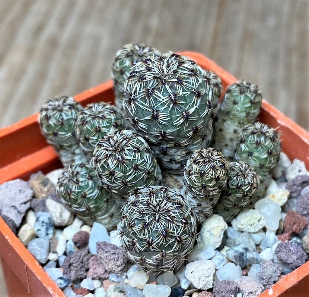 SHPR16172 Sulcorebutia taratensis v. minima - immagine 2