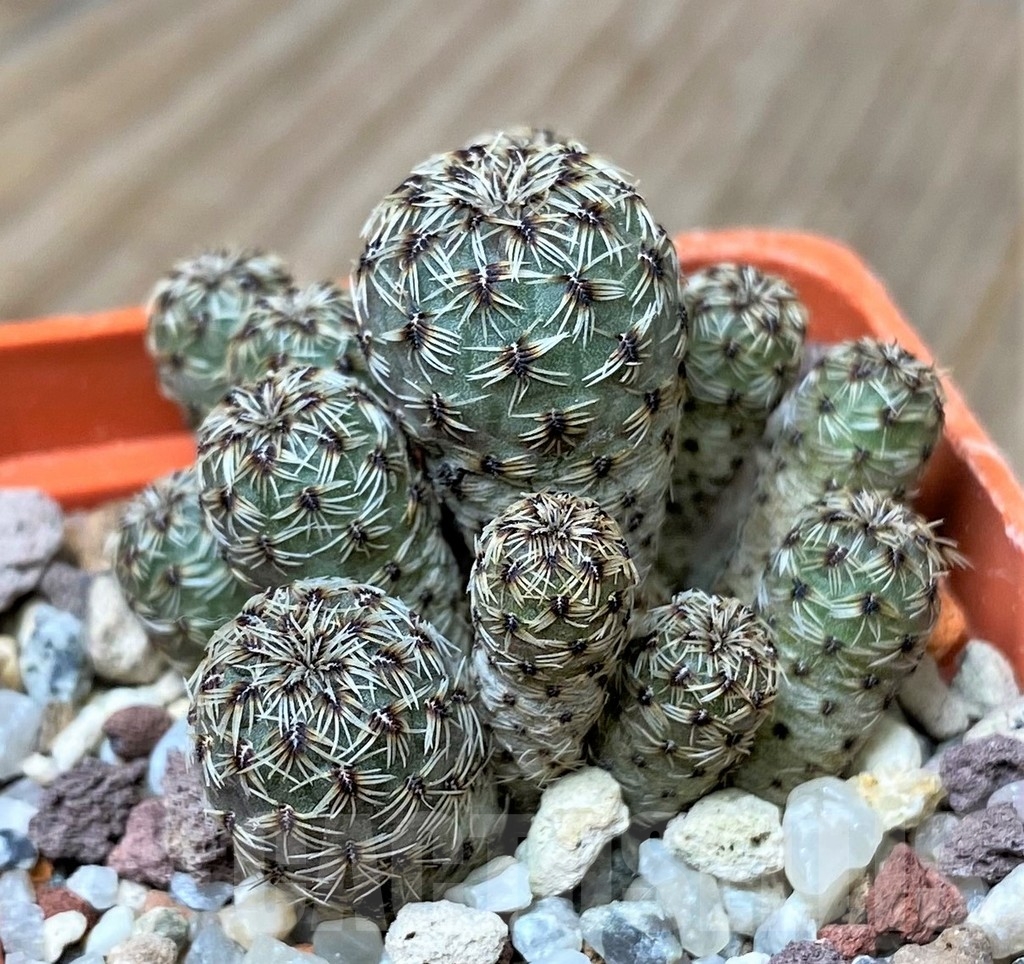 SHPR16172 Sulcorebutia taratensis v. minima