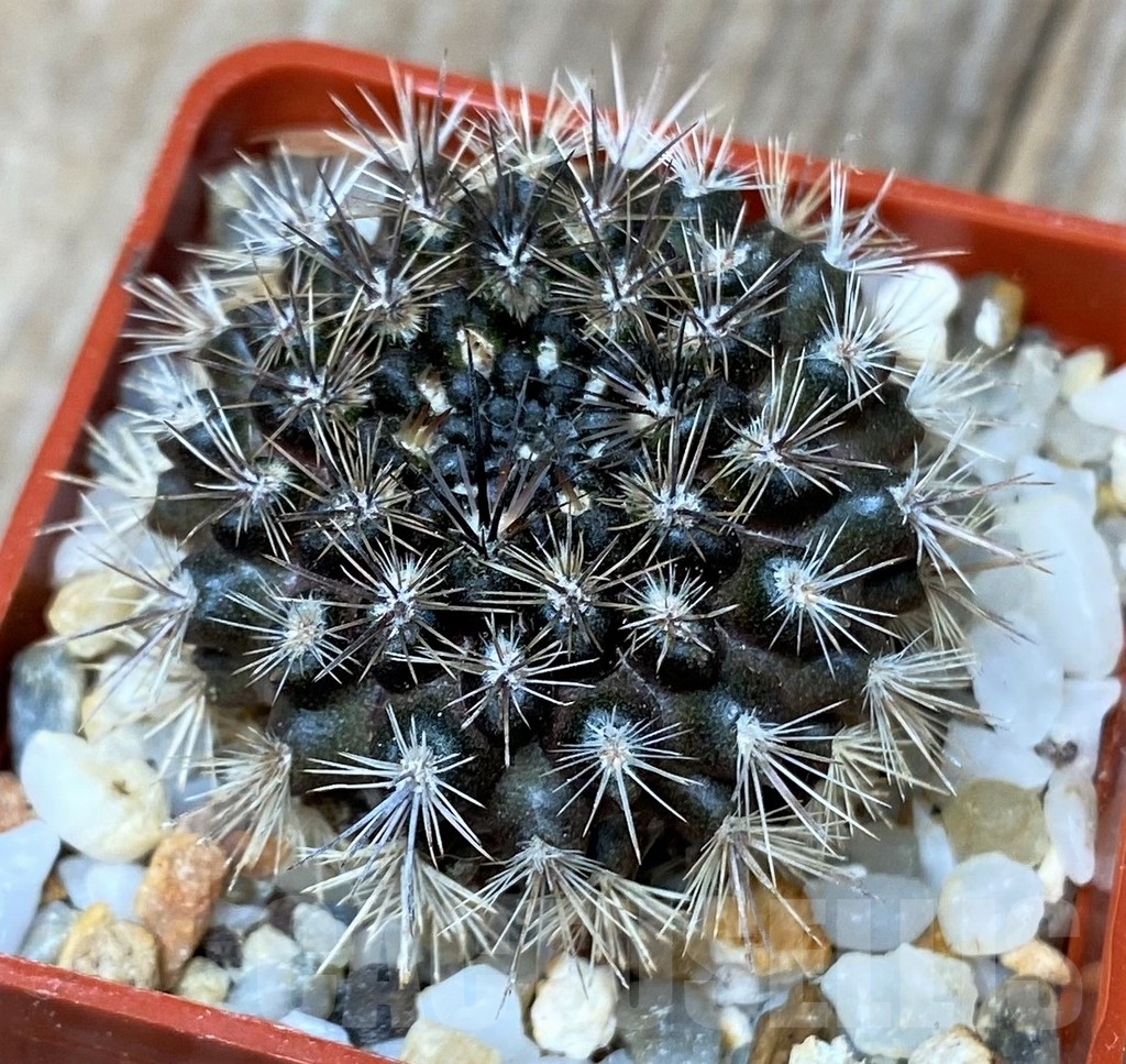 SHPR16176 Neoporteria sociabilis FR 147.79 - Imagen 2