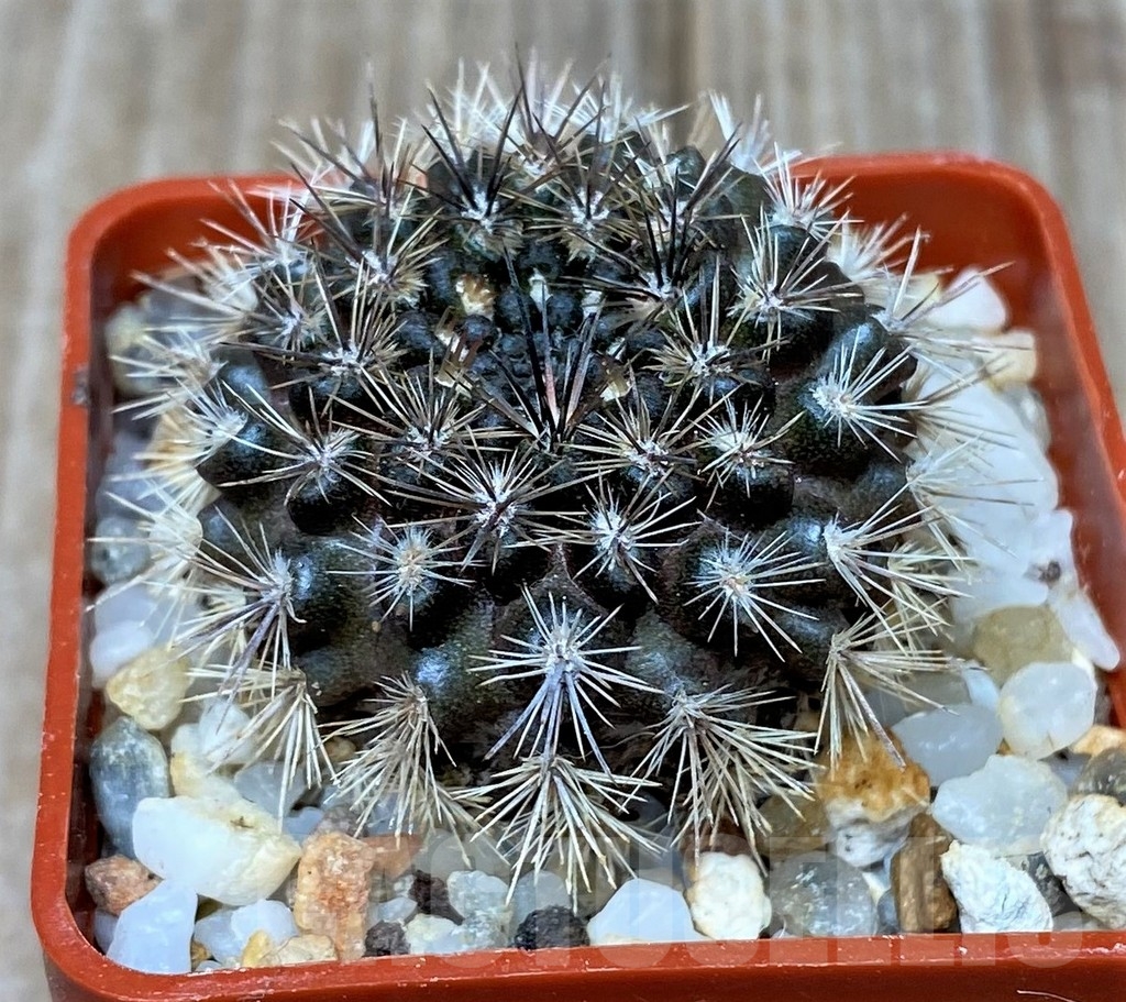 SHPR16176 Neoporteria sociabilis FR 147.79