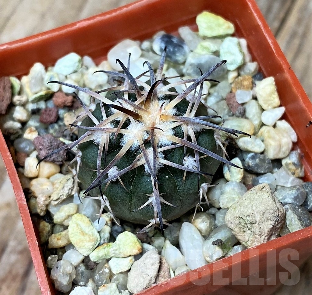 SHPR16177 Gymnocalycium spegazzinii KP 248