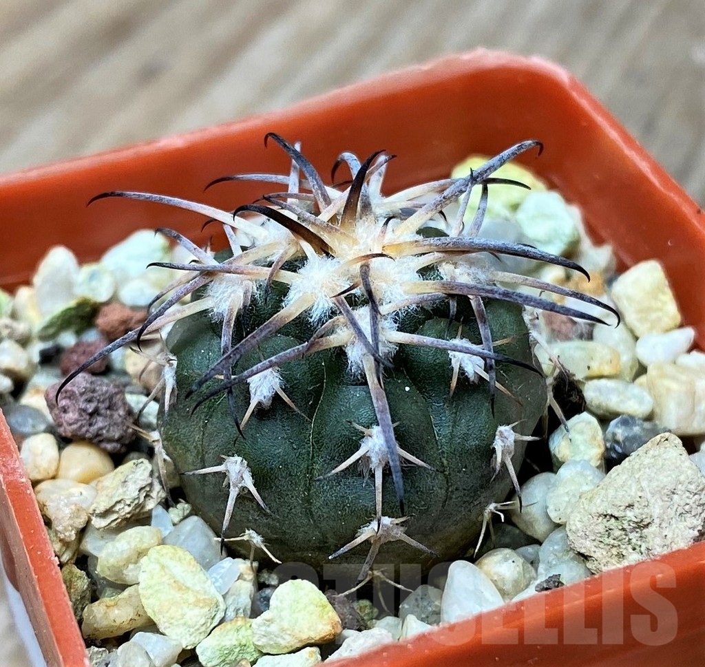 SHPR16177 Gymnocalycium spegazzinii KP 248 – Image 2