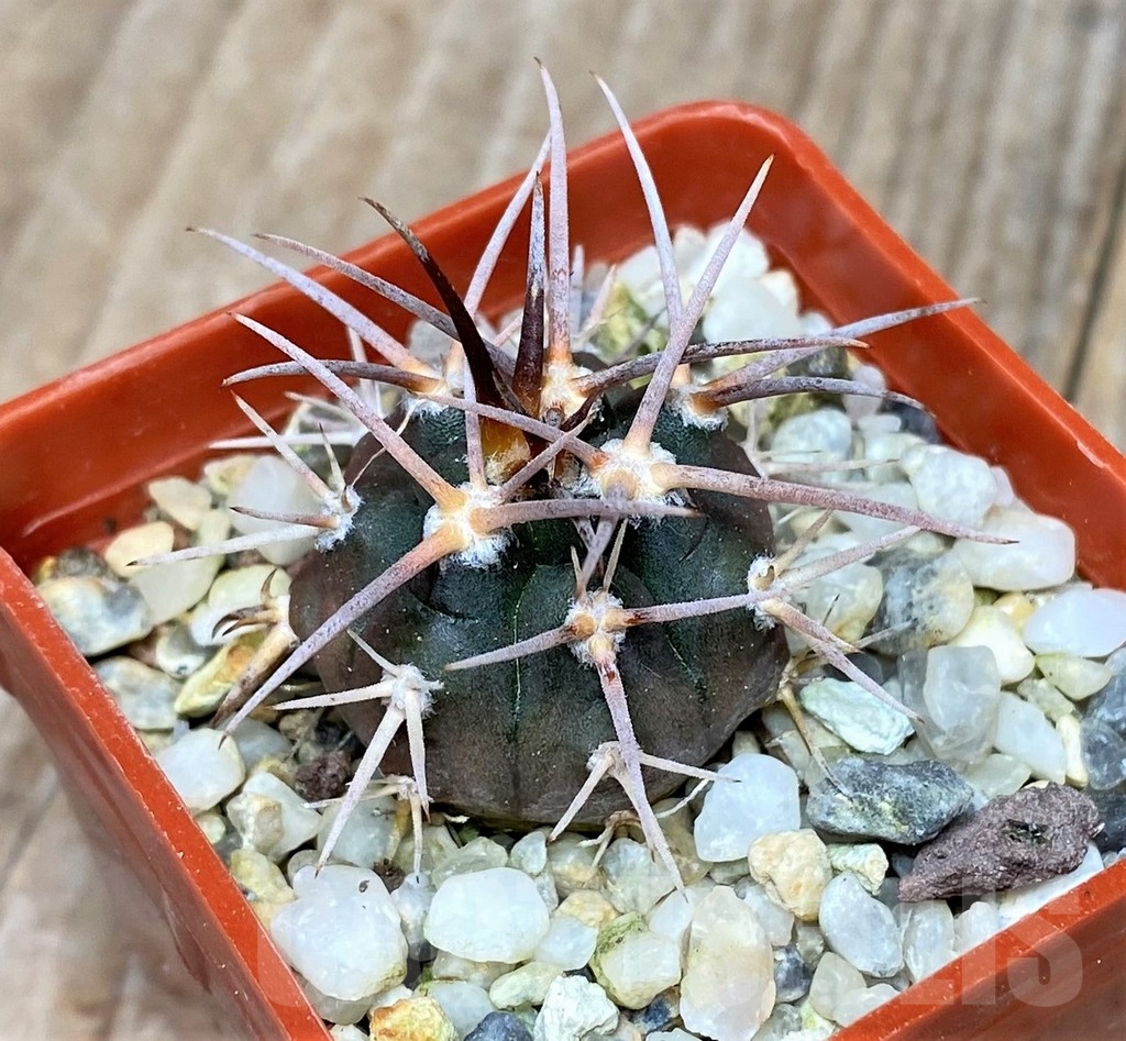SHPR16178 Gymnocalycium spegazzinii