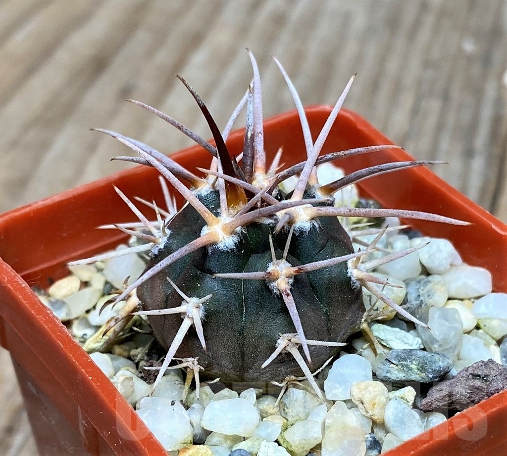 SHPR16178 Gymnocalycium spegazzinii - Obrázek 2
