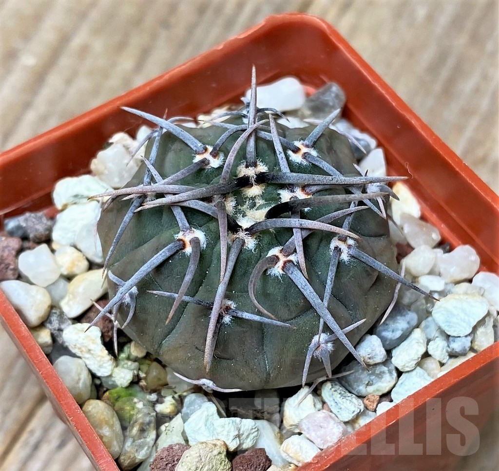 SHPR16179 Gymnocalycium vatteri v. altautinense VG 302