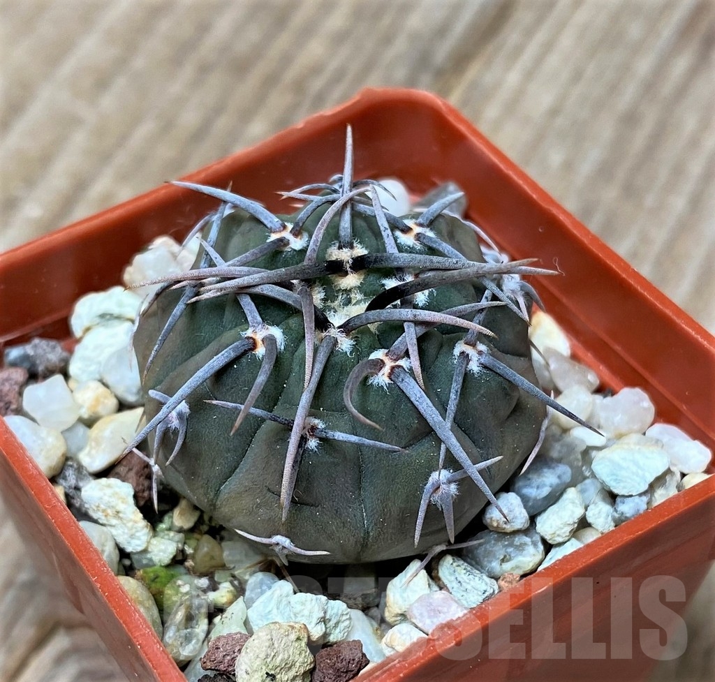 SHPR16179 Gymnocalycium vatteri v. altautinense VG 302 - Image 2