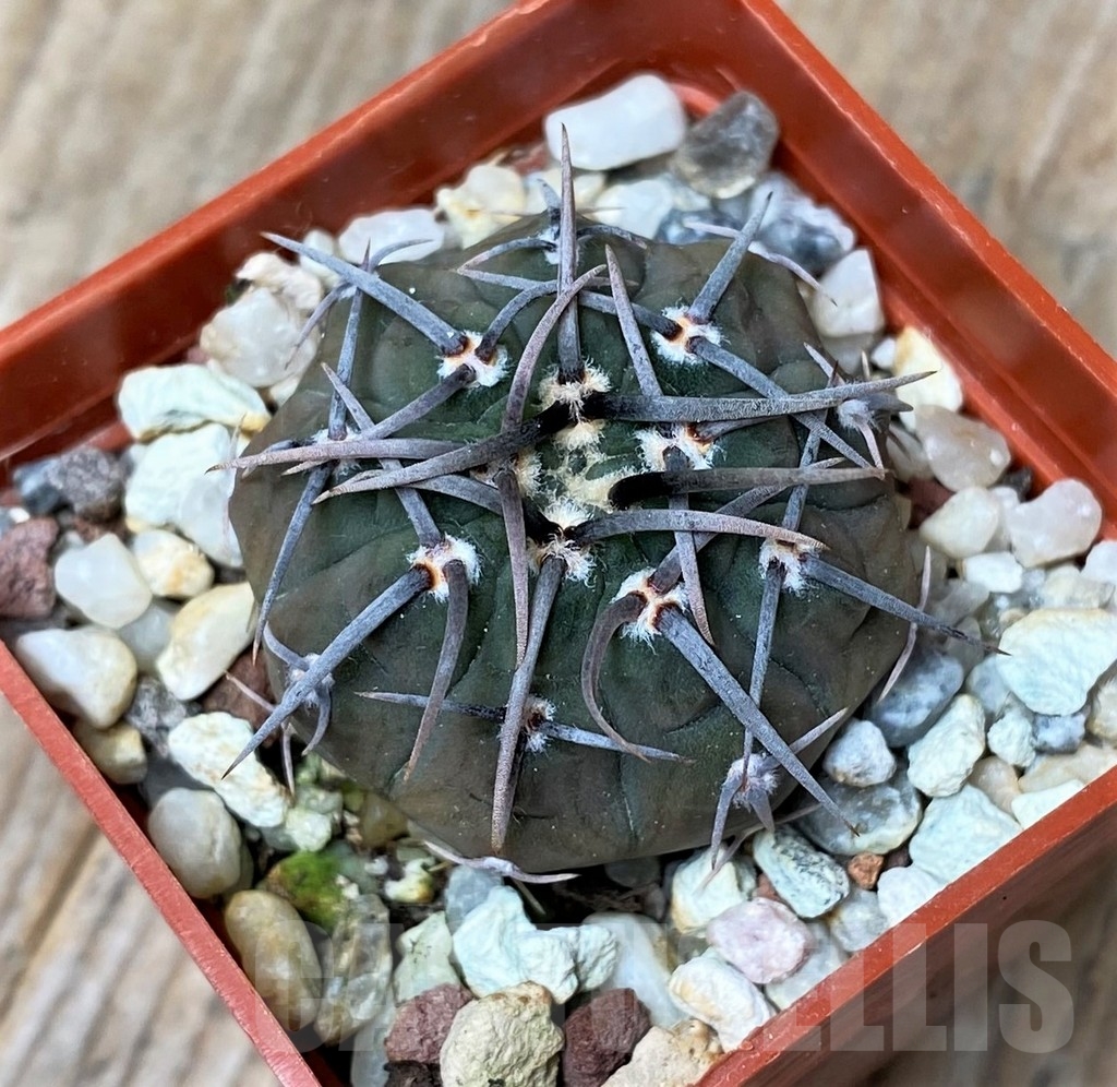 SHPR16179 Gymnocalycium vatteri v. altautinense VG 302 - Image 3