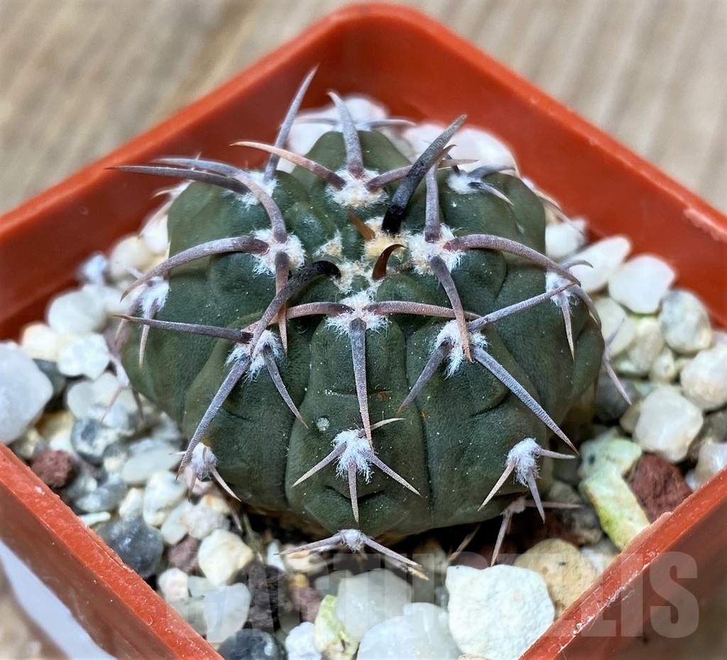 SHPR16182 Gymnocalycium vatteri v. altautinense VG 302