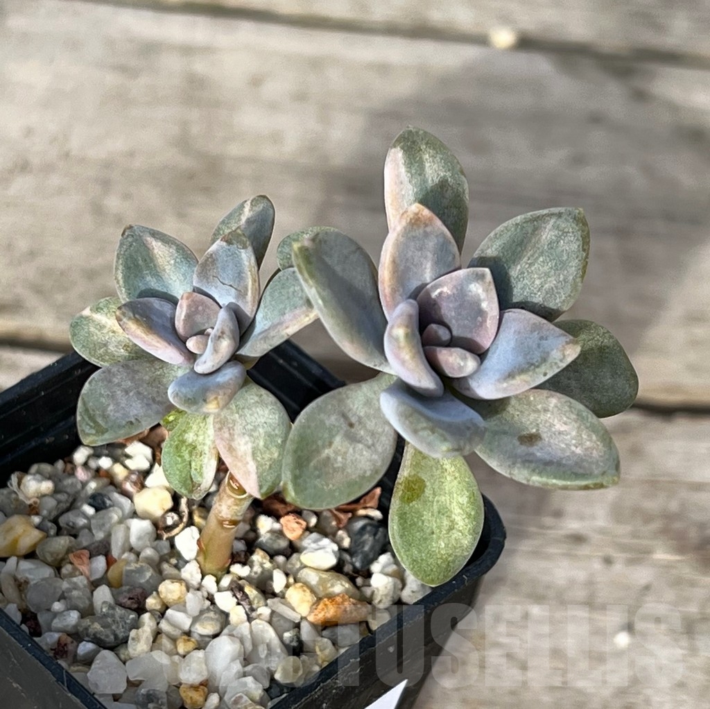 SHPR16218 Graptophytum 'Supreme Variegatum' - immagine 2