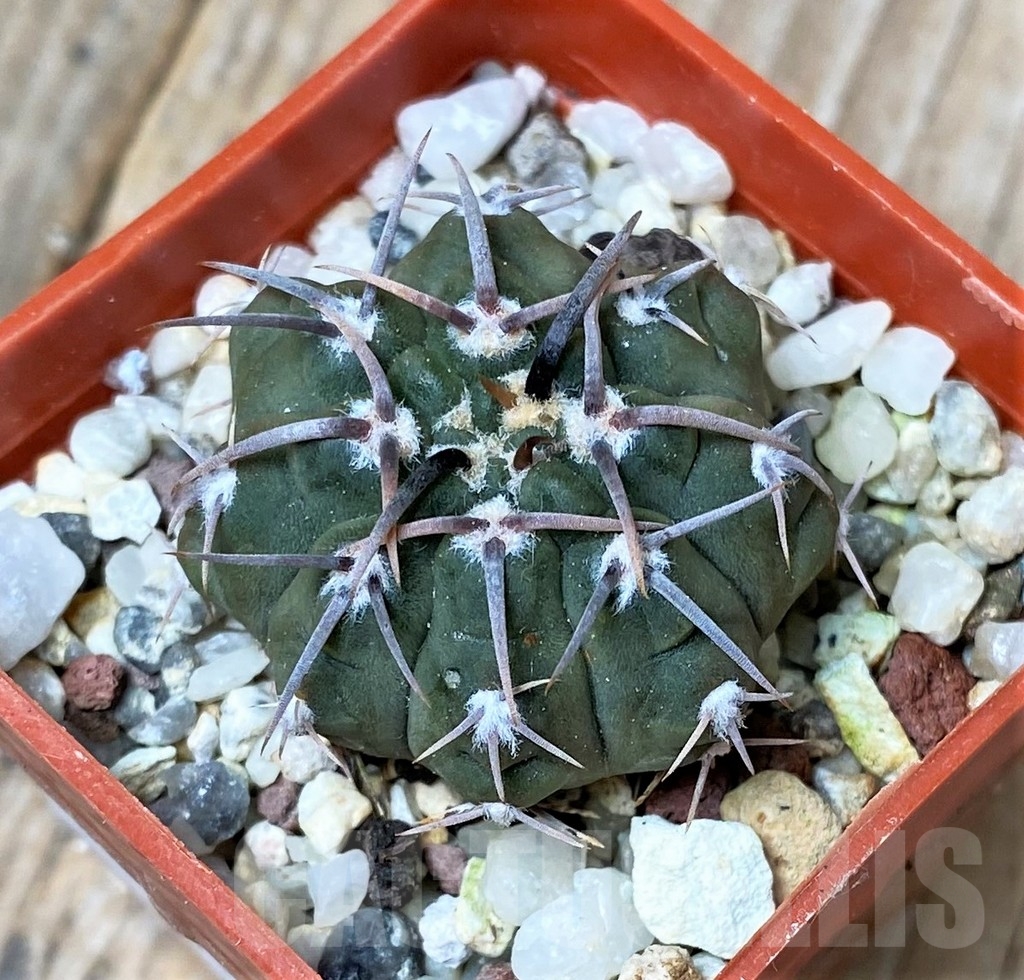 SHPR16182 Gymnocalycium vatteri v. altautinense VG 302 - Image 2